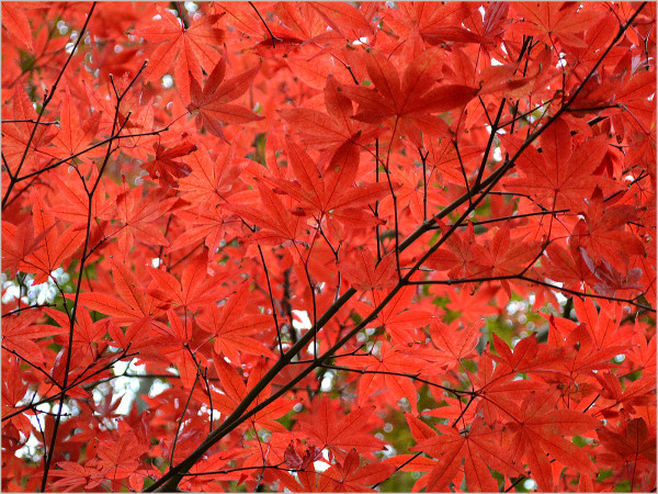 cu17-7-kamakura.jpg