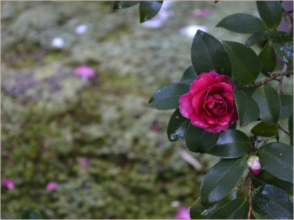 cu18-6-kyoto2010.jpg