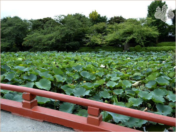 鶴岡八幡宮「源氏池」