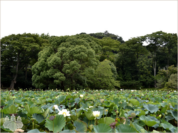 鶴岡八幡宮「平家池」