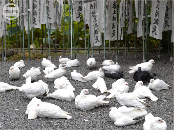『旗上弁財天社』の白鳩たち